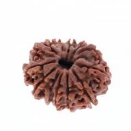 Натуральная Рудракша 12 Mukhi